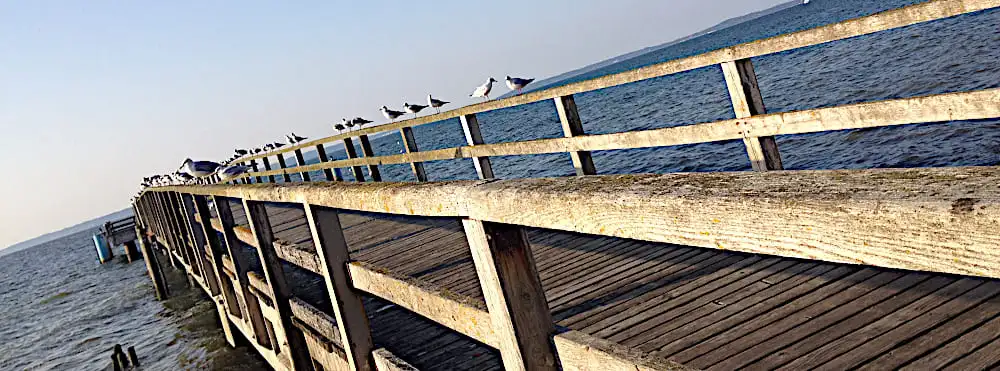 alte Holzbrücke Sassnitz mit Möwen